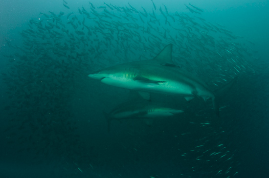 Two sharks make a baitball of sardines scatter around them