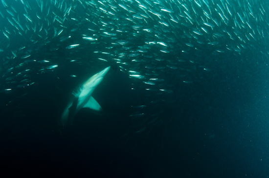 A shark noses into a large sardine baitball