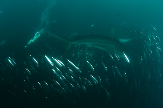 A gannet plunges in from above to catch its prey whilst a shark twists past