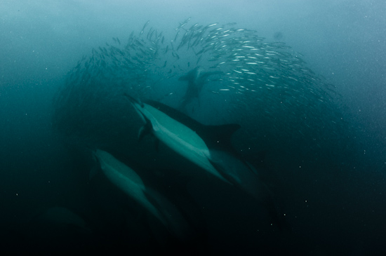 Dolphins scatter a sardine baitball while a gannet attacks from above