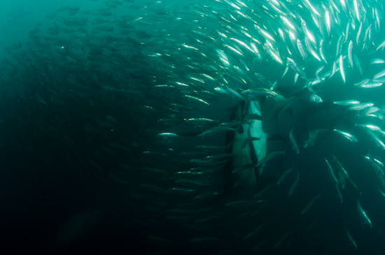 Dolphins shoot up through the sardine baitball in a sudden attack