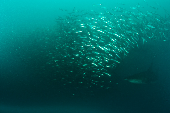 Sardines shift as a shark comes into the baitball from below