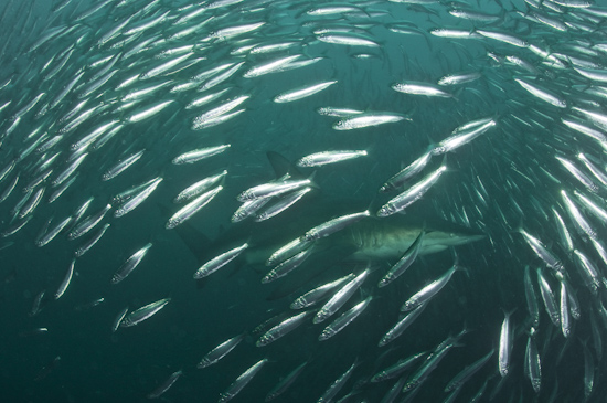 A shark comes in from below into the sardine baitball