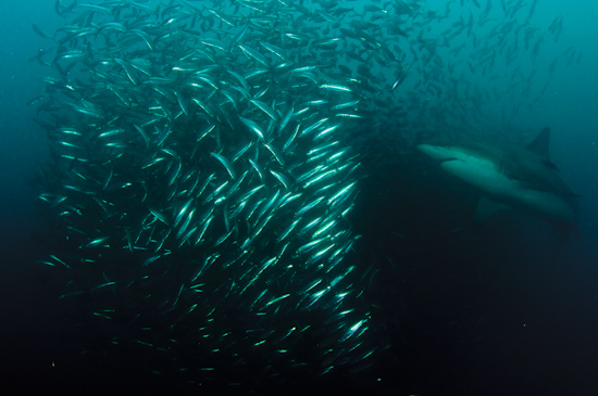 A baitball of sardines shifts in unison as a shark noses into it