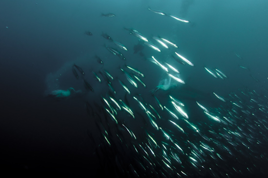 Gannets seize sardines underwater