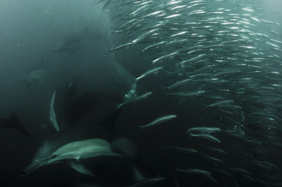 A pod of dolphins charge through a sardine baitball