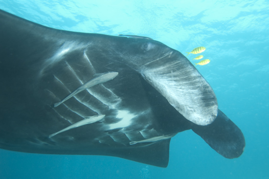 Manta Ray, Manta Sandy, Raja Ampat