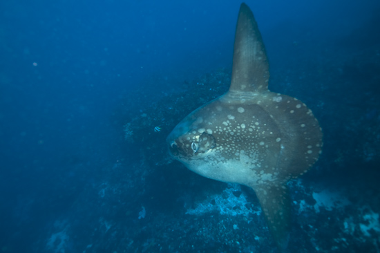 Mola Mola, Bali