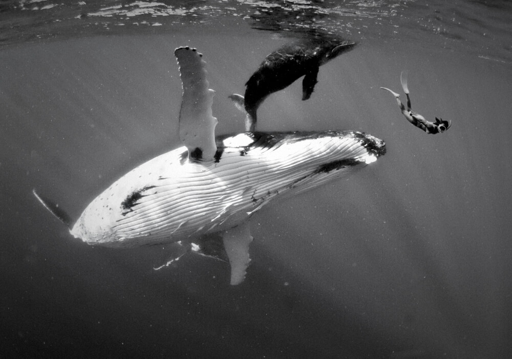 Tonga Humpback whale and baby with snorkeller by Tim Rock