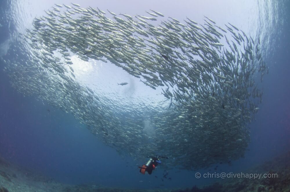 School of Jacks, Tubbataha Reef, Philippines