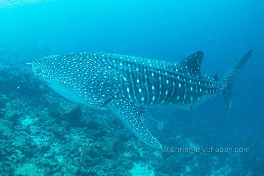 Whale shark, Hin Daeng, 13 April 2021